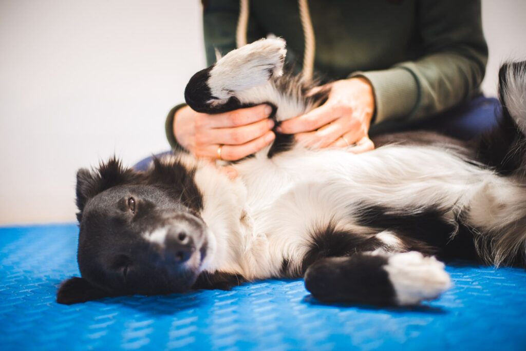 Dog receiving a massage Dog receiving a massage