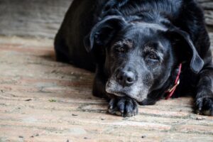 Old Age in Dogs