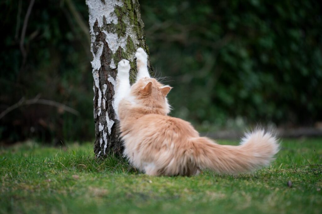 cat scratching tree outdoors