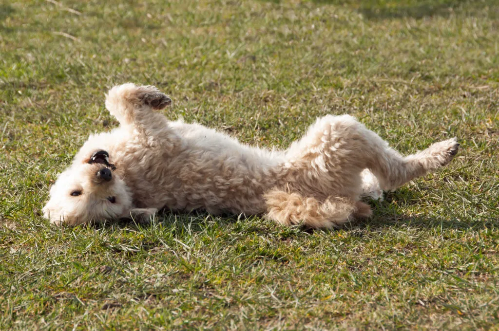 Well trained dog rolling over on command during a home training session, showing a popular dog trick