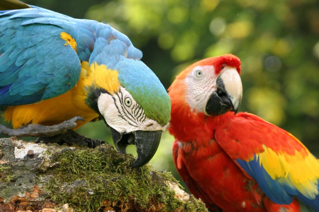 Blue-and-yellow Macaw alongside a Scarlet Macaw