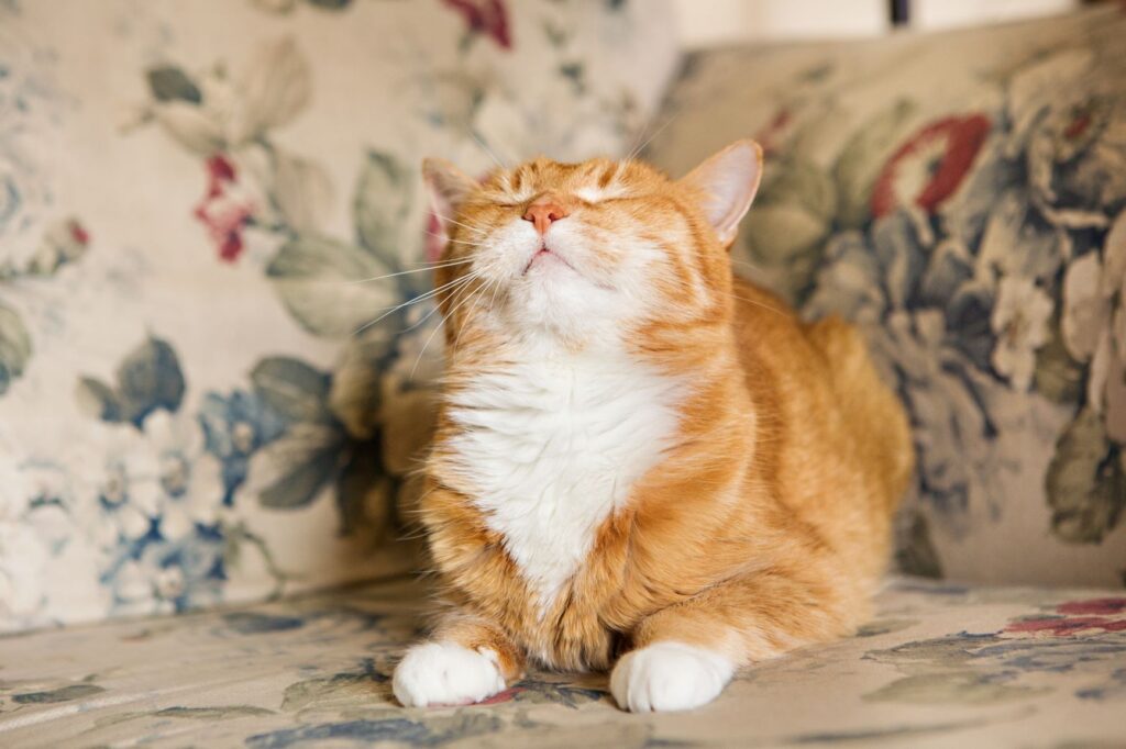 Cat slowly blinking Cat slowly blinking