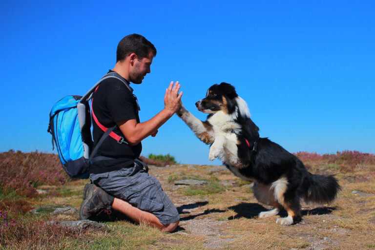 Dog giving a high five