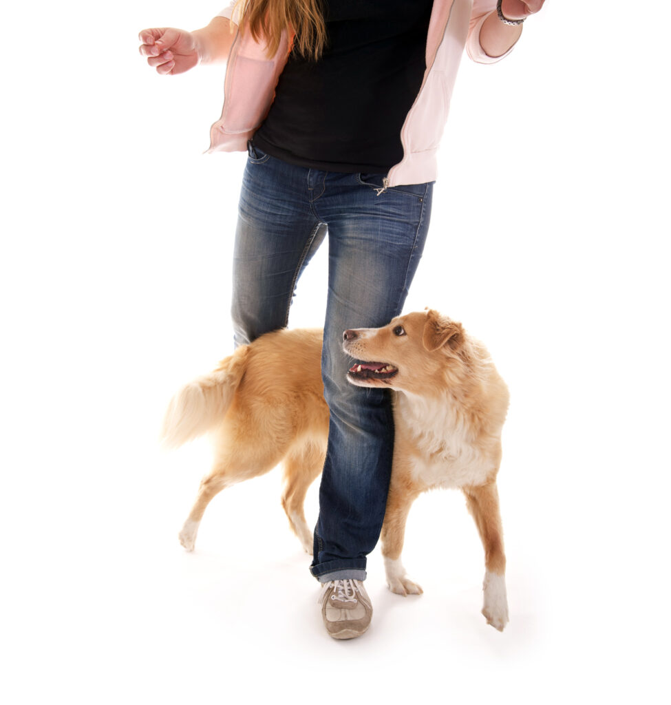 Dog slalom through legs Dog slalom through legs