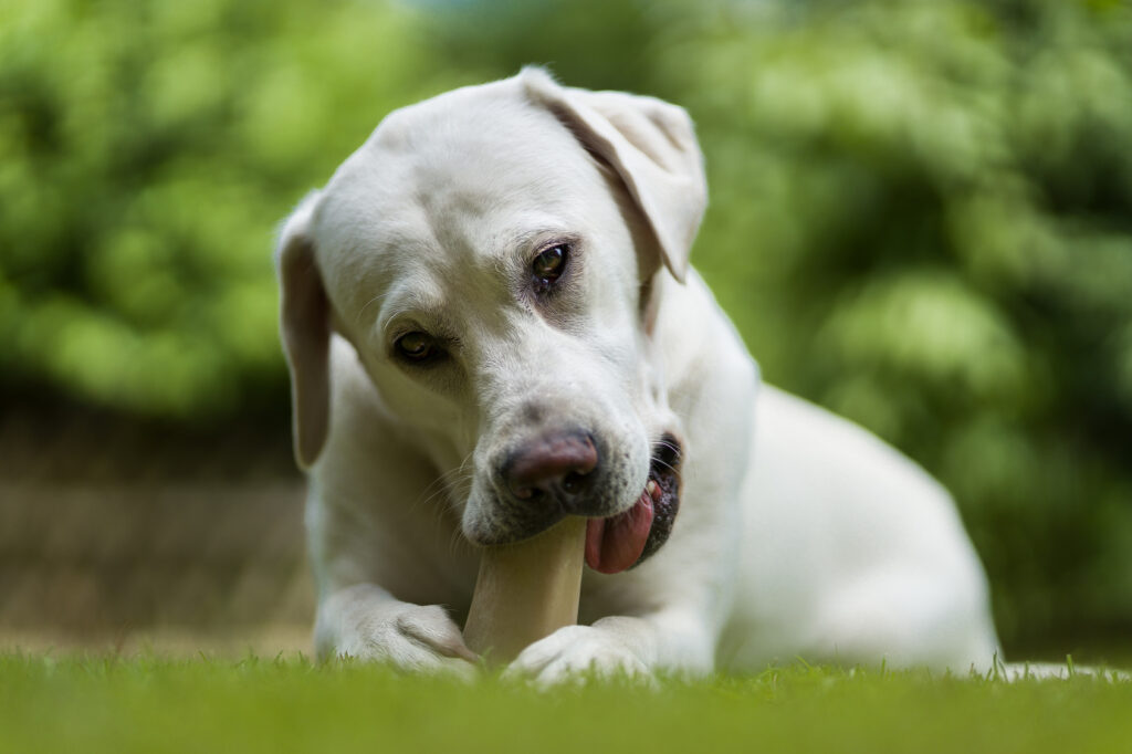 Puppy biting a chew bone