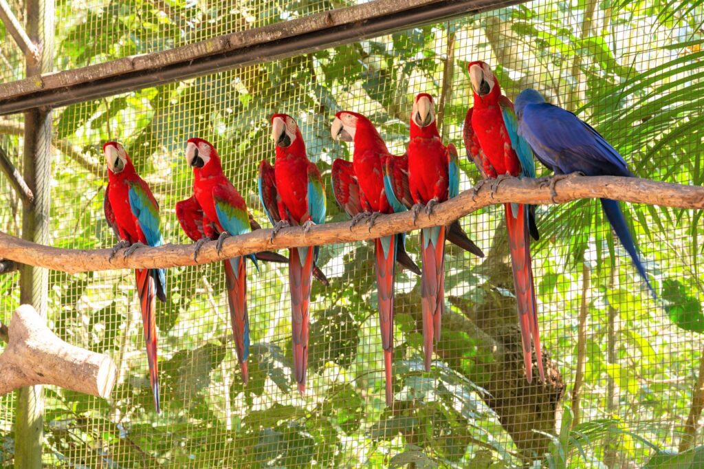 Several Macaws in a large aviary