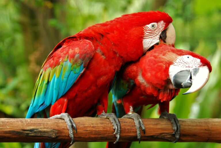 Two Macaws on a perch