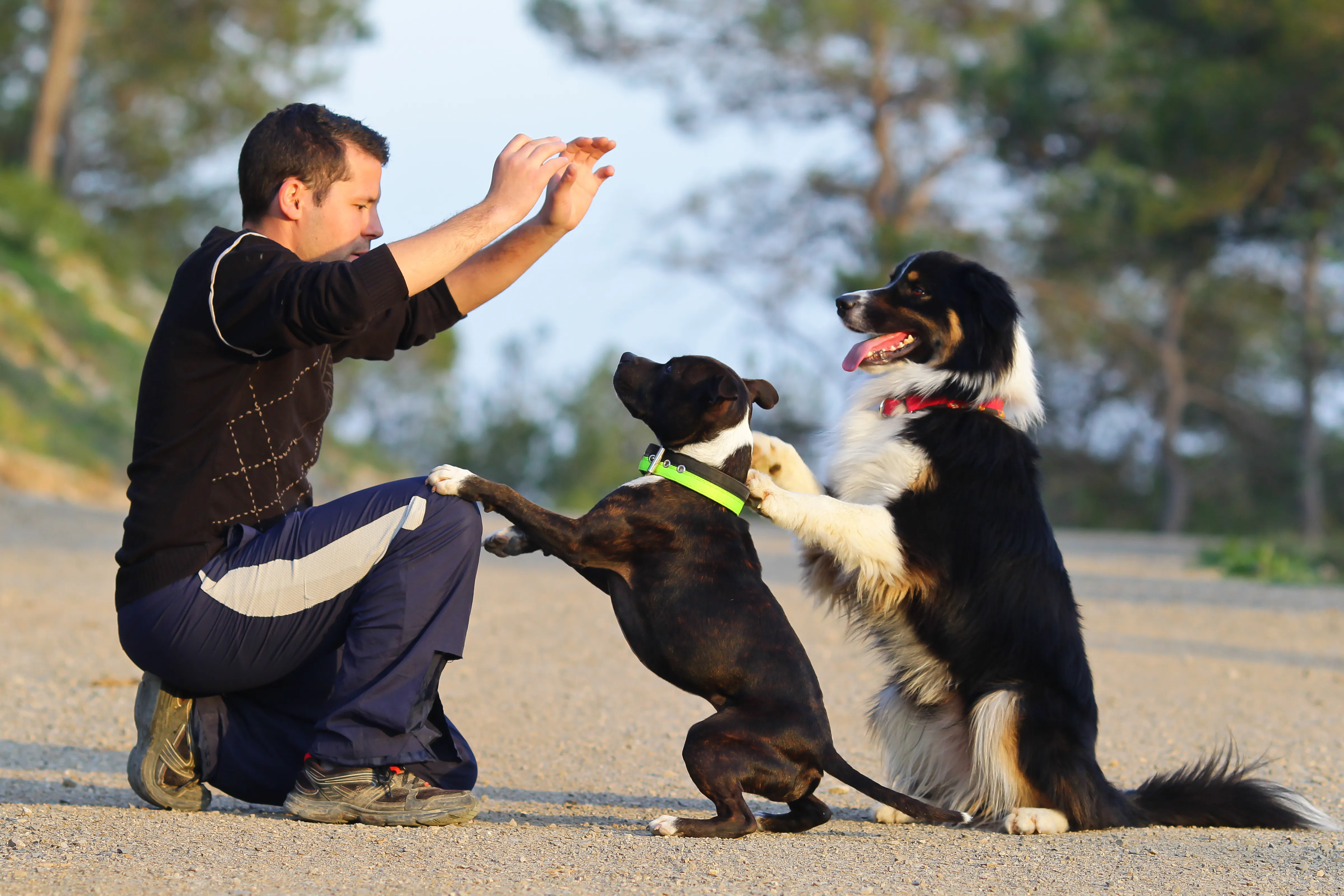 Dogs practising tricks with their owner