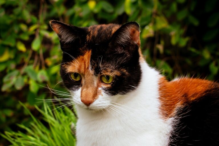 Calico Cat