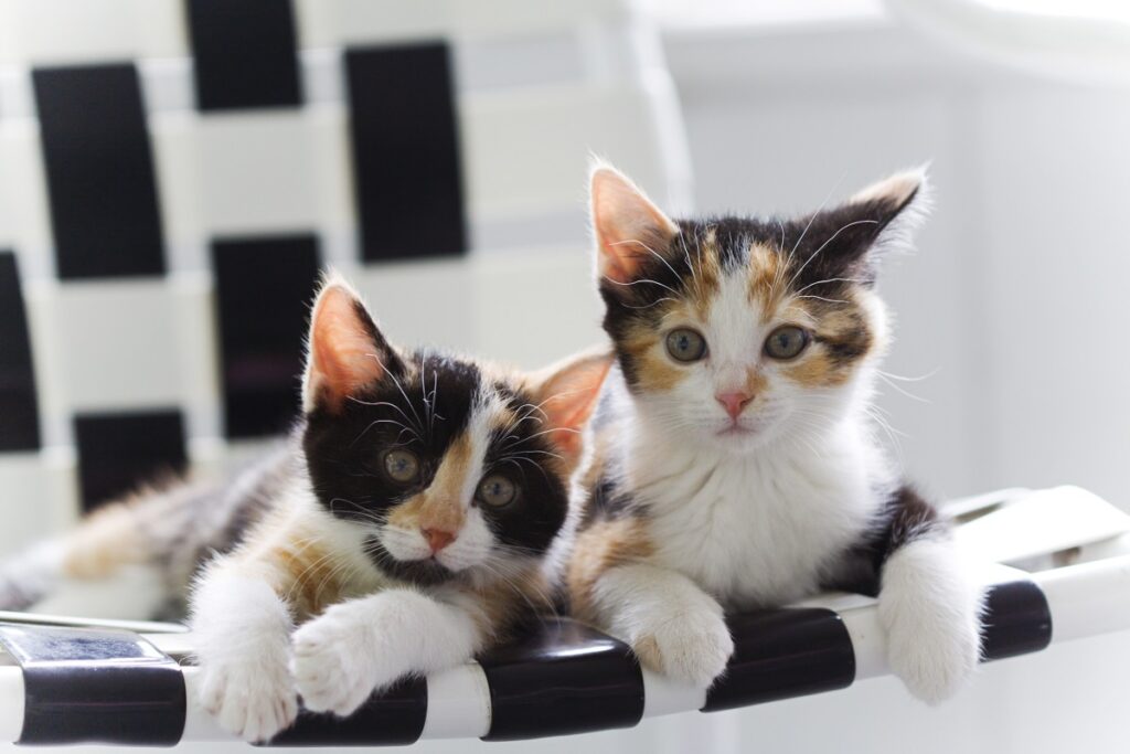 Calico Kittens