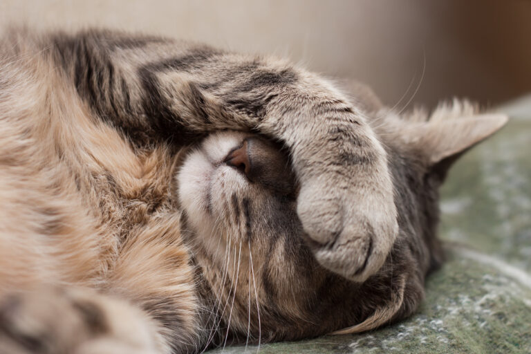 Cat covering face with paw