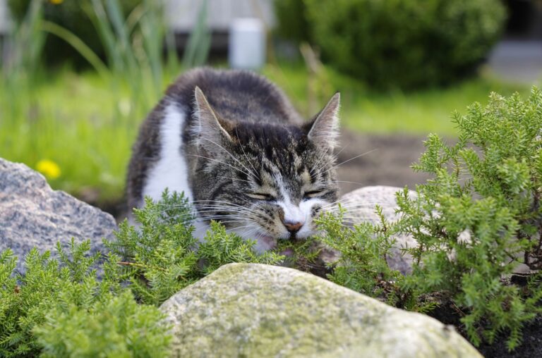 Cat eating a plant