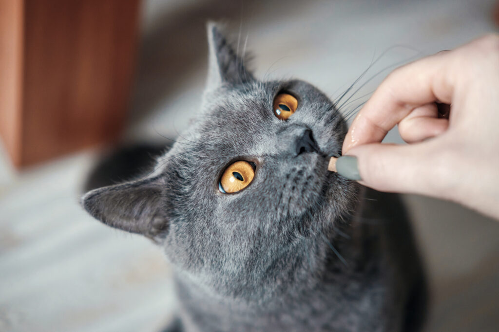 Cat eating a treat