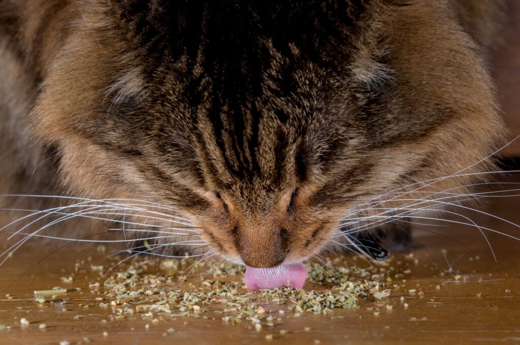 Cat eating catnip Cat eating catnip