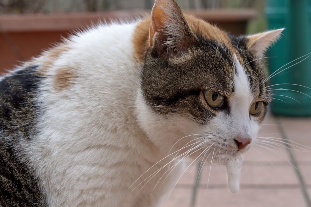 Cat salivating Cat salivating