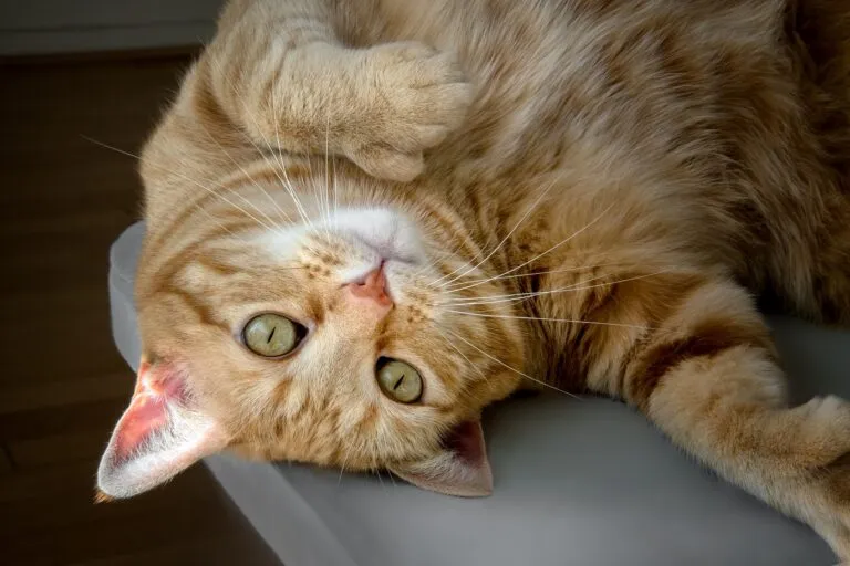 Polydactyly in Cats