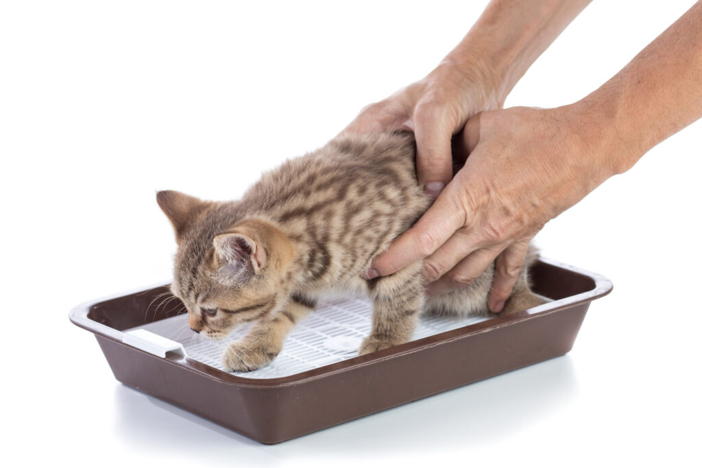 Kitten in a litter tray