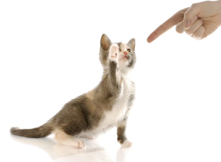 Cat sounds: what miaowing, purring and hissing really mean