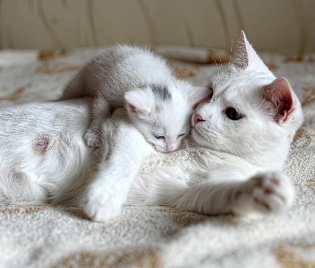 Kitten with its mother