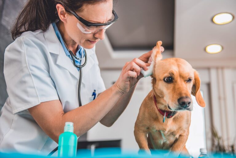 Vet cleaning a dog's ears