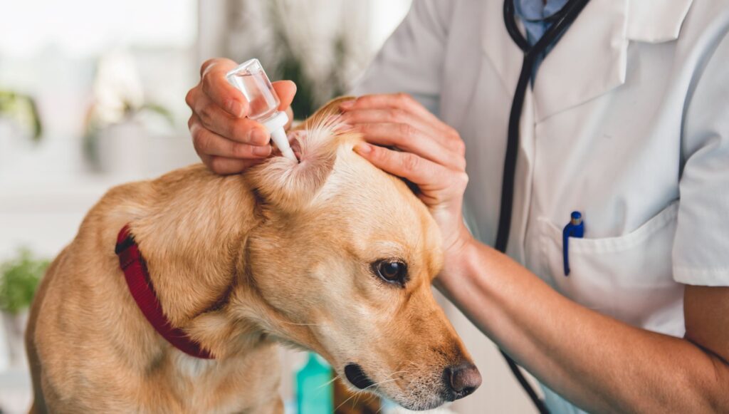 Vet using a dog ear cleaner Vet using a dog ear cleaner