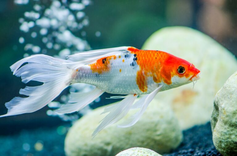 Butterfly Koi Breed Advice and Info zooplus Magazine
