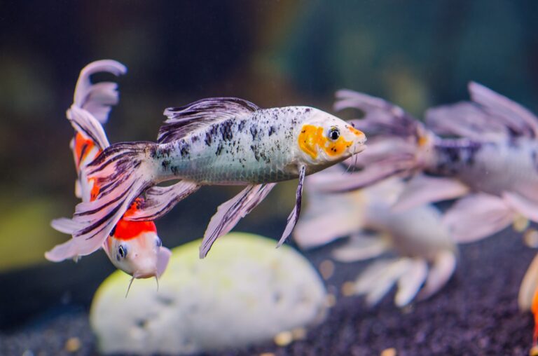 Butterfly koi carps fish