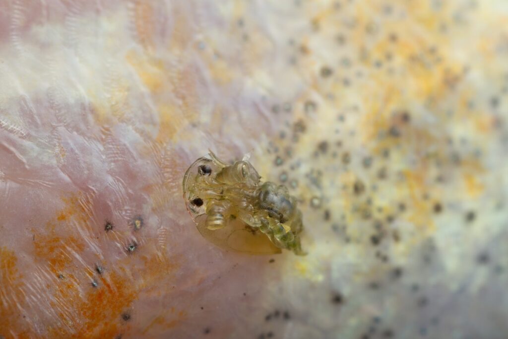Common fish louse