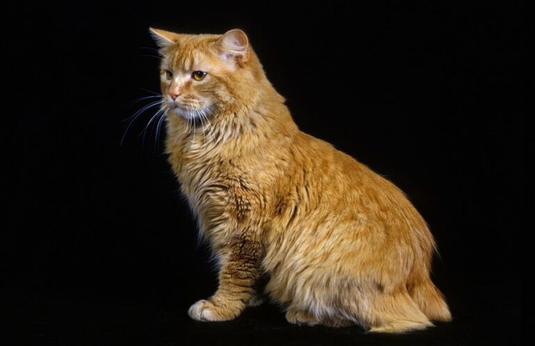 Cymric domestic cat against black background