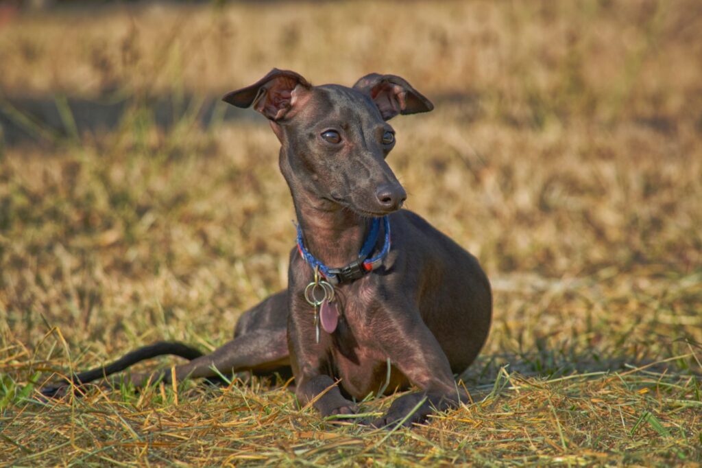 Italian Greyhound lying down on dried grass