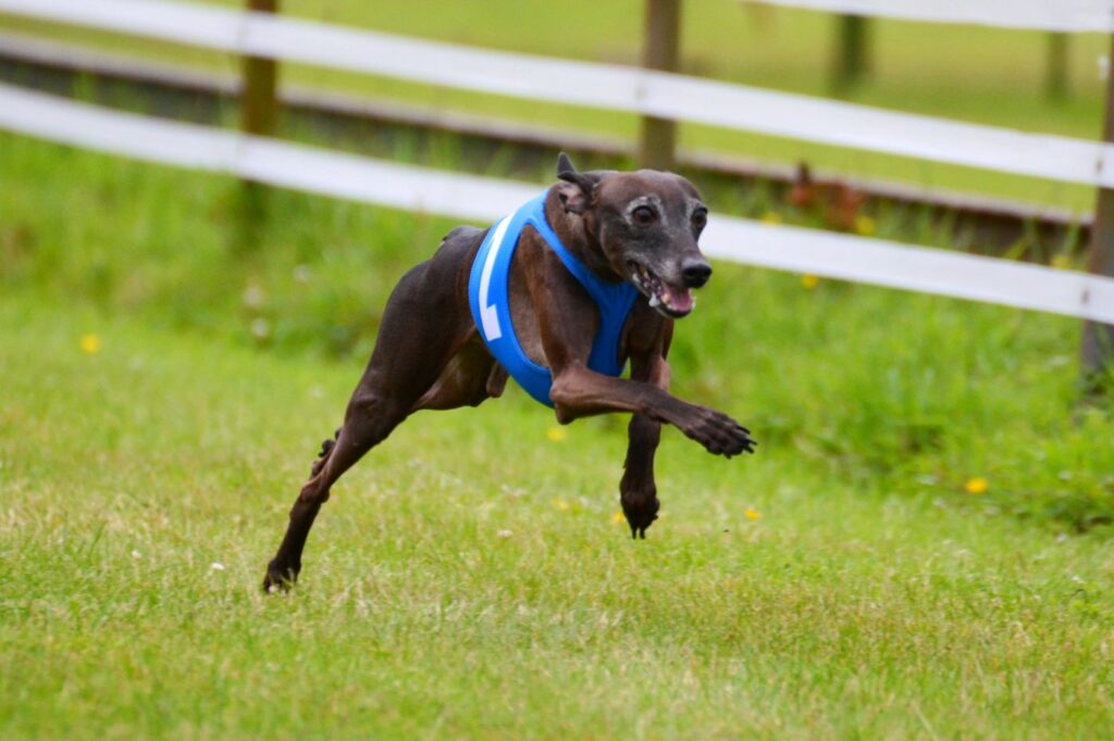 Italian Sighthound running