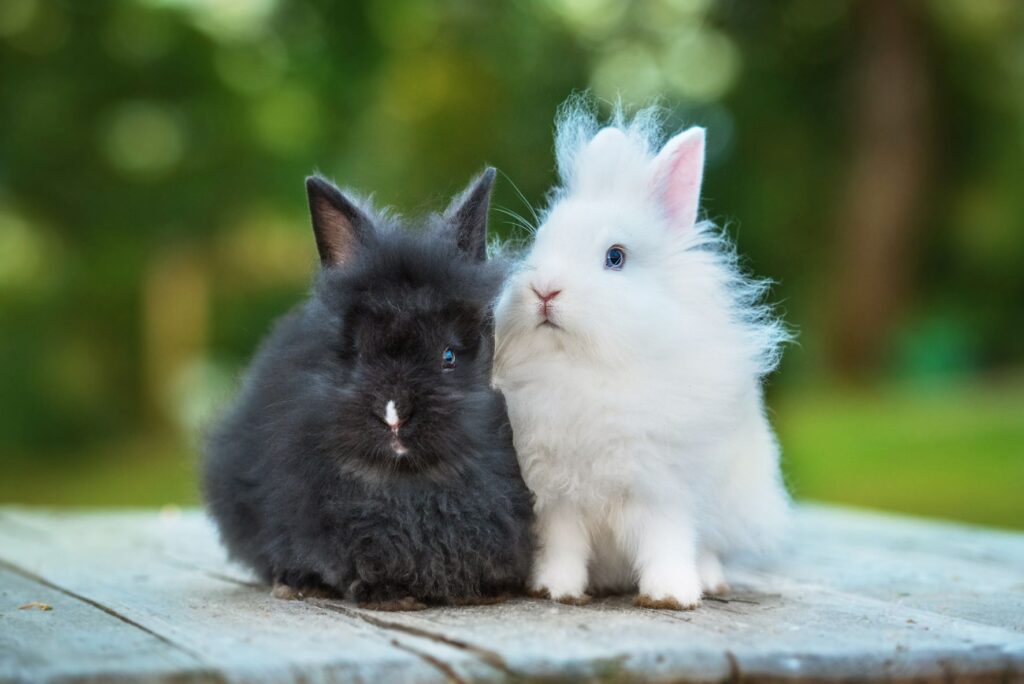 Black and white angora rabbit