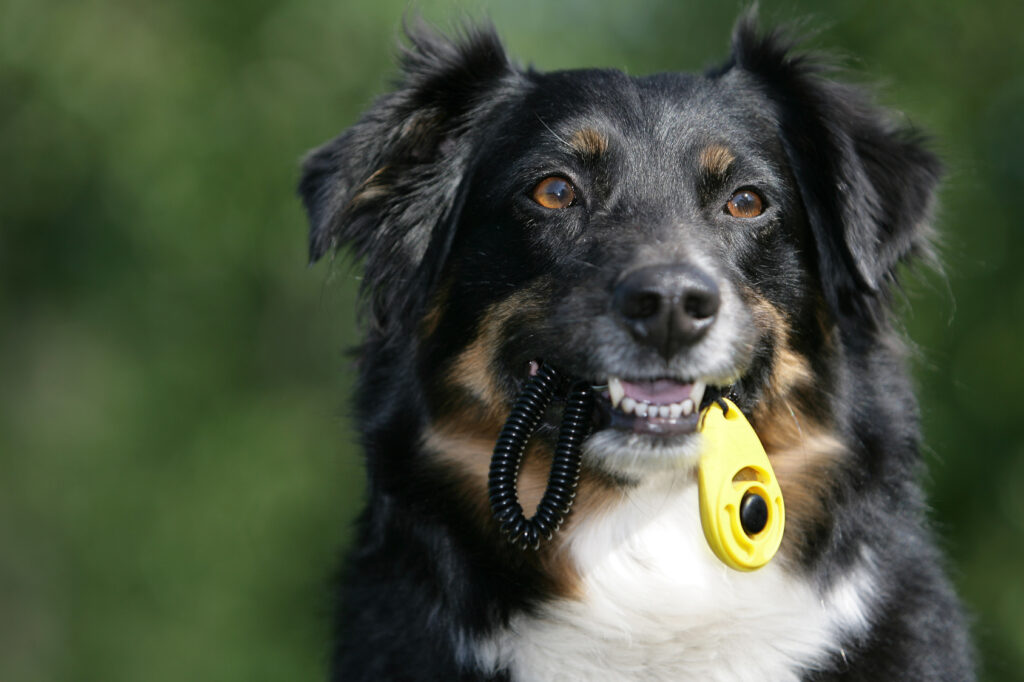 Aussie dog with a clicker Aussie dog with a clicker