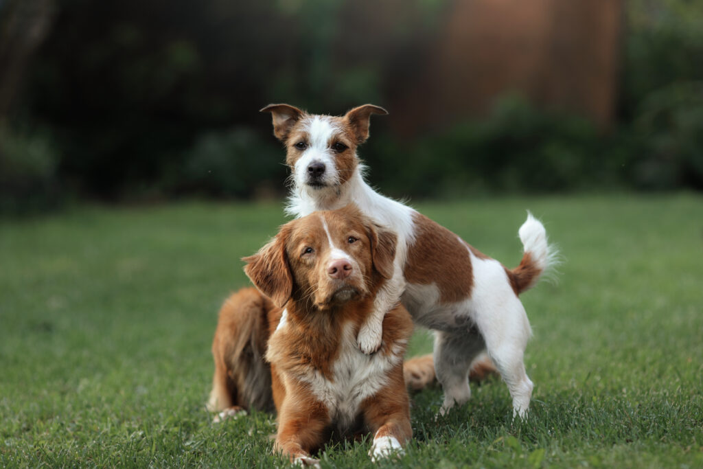 Border Collie and Jack Russel terrier on grass