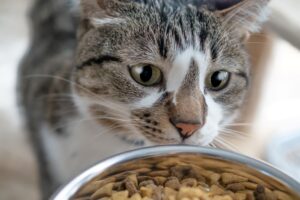 How to Determine the Right Amount of Food for Your Cat