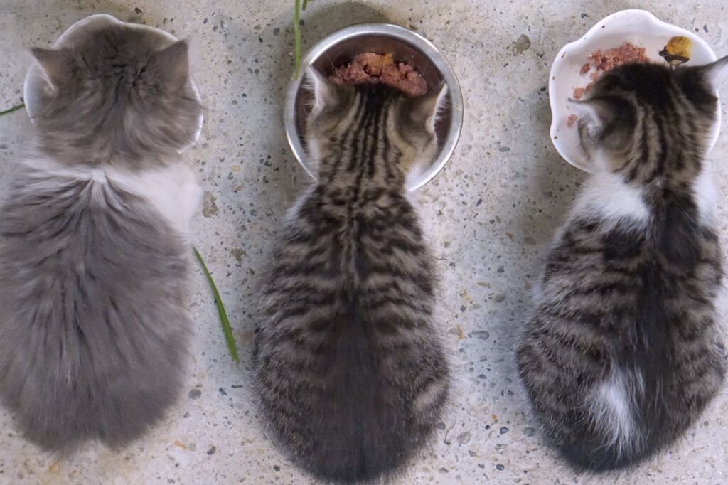 Three cats eating food