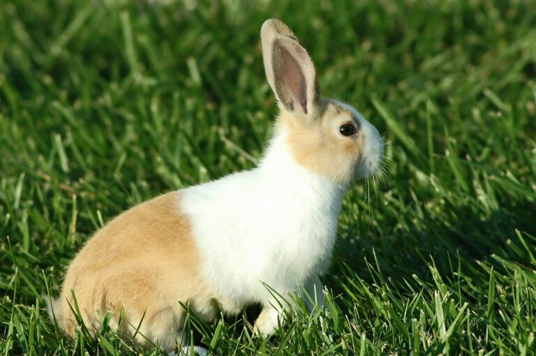 Dutch rabbit on the grass