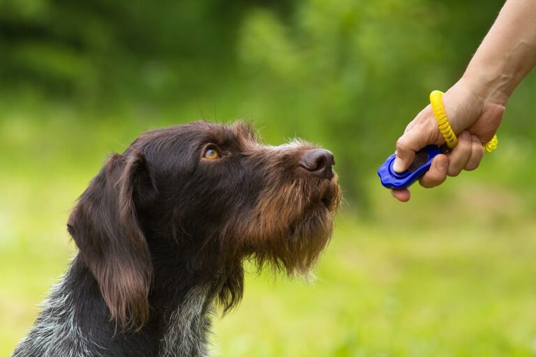 training hunting dog with a clicker
