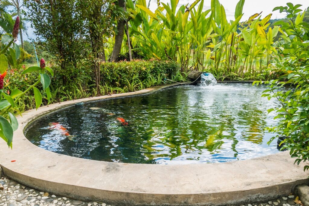 Koi fish carps swimming in garden pond