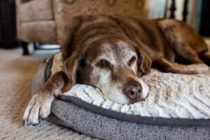 Determining Dog Age: How Old Is My Dog?