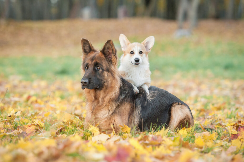 Pembroke Welsh Corgi puppy with German Shepherd Pembroke Welsh Corgi puppy with German Shepherd
