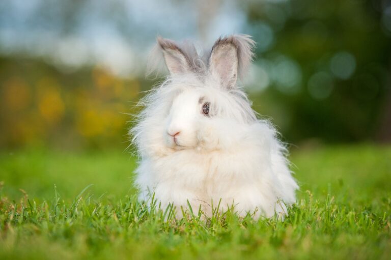 White angora rabbit on grass