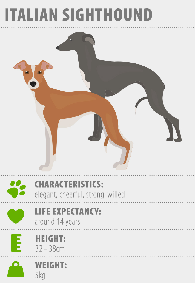 Infographic Italian Sighthound