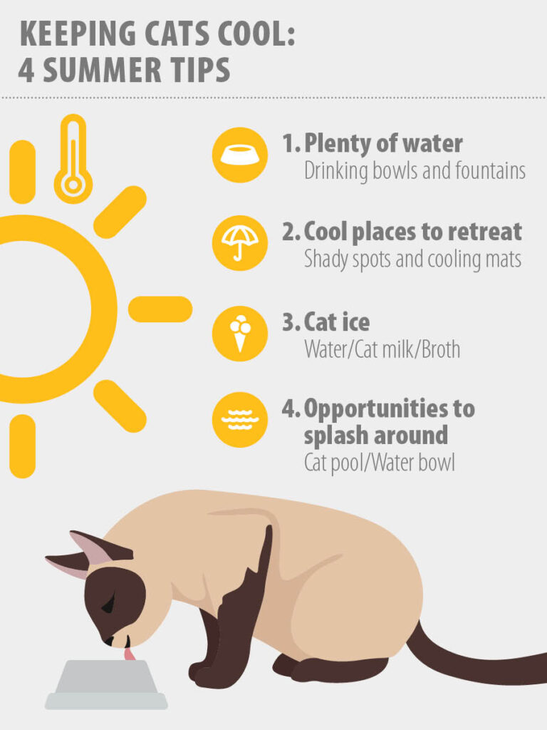 keeping cats cool: 4 summer tips