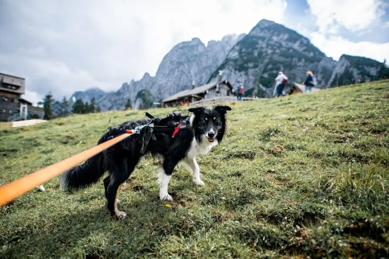 Dog hiking gear and equipment on a trail