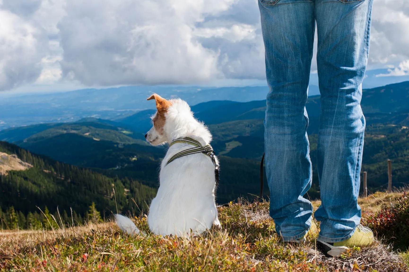 Dog and owner hiking on a trail