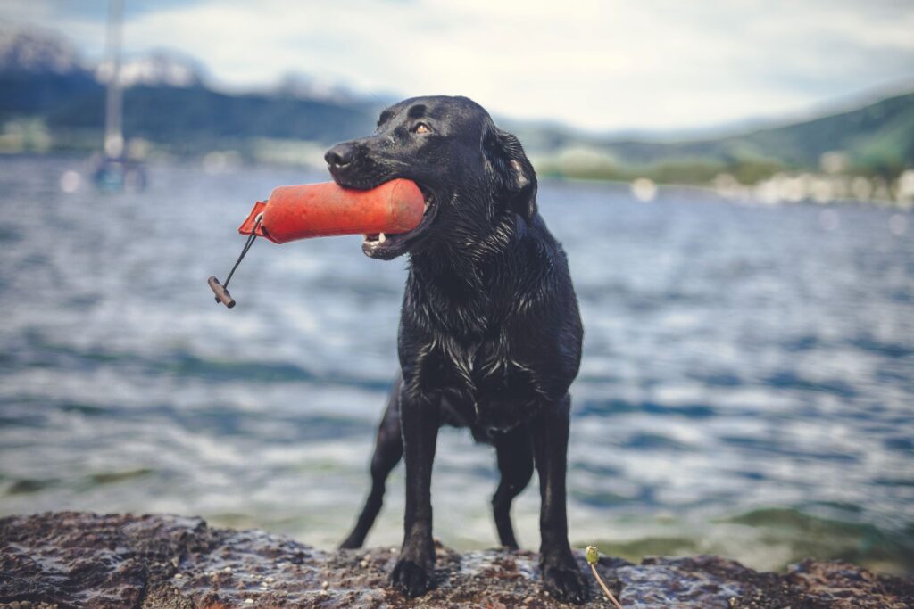 black dog with an orange dummy black dog with an orange dummy