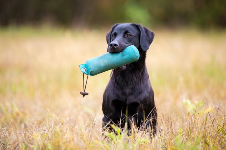 black golden retriever with a blue dummy