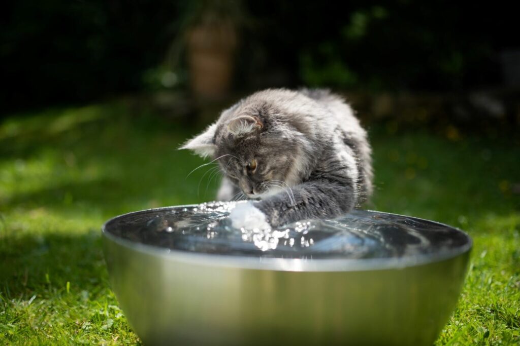 cat drinking water from a bowl
