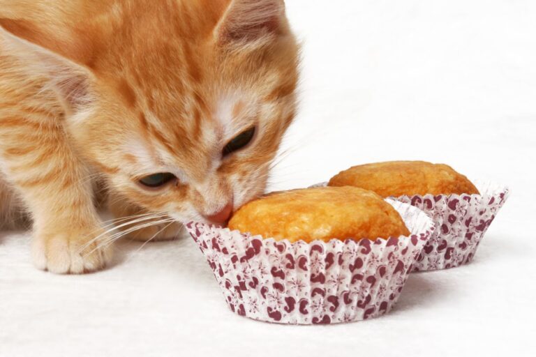 cat eating cupcakes